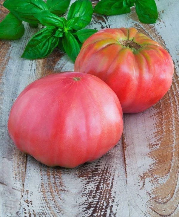 Tomate Brandywine