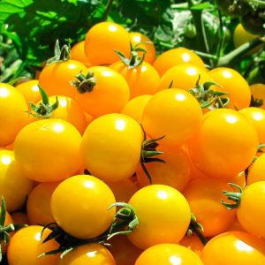 Tomate Cherry Gold