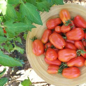 Tomate San marzano