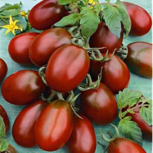 Tomate Black plum
