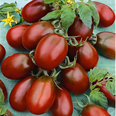 Tomate Black plum