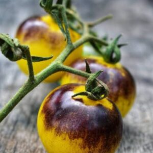 Tomate Bosque  Blue bumblebee