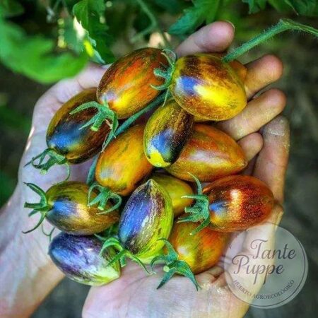 Tomate Brad's Atomic Grape