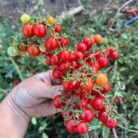 Semillas de Tomate Centiflor