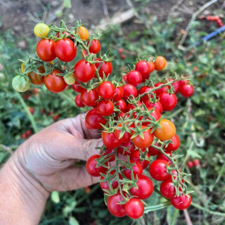 Semillas de Tomate Centiflor