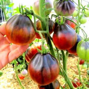 Tomate Corazón rojo y azul