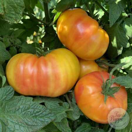 Tomate Hillbilly