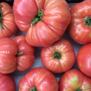 Tomate Rosado antiguo