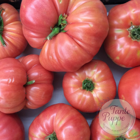 Tomate Rosado antiguo