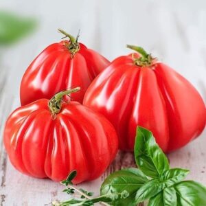 Tomate Zapoteca