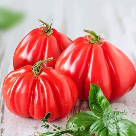Tomate Zapoteca