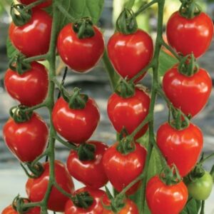 Tomate Strawberry
