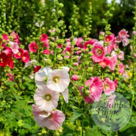 Malva mix