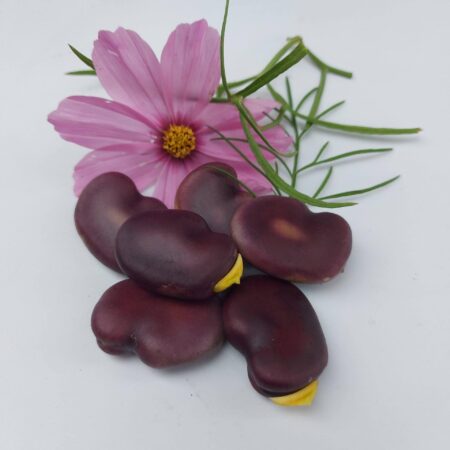 Haba morada