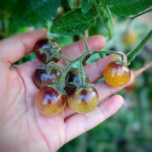 Tomate Bosque  Blue bumblebee