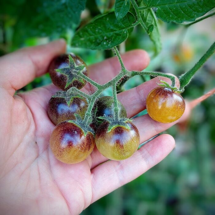 Bosque bumblebee_2 Bosque bumblebee_2