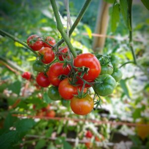 Tomate Buchen
