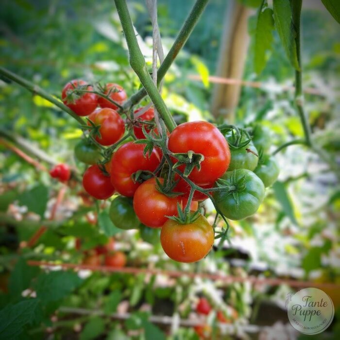 Buchen_2 Buchen_2