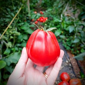 Tomate Canestrino.