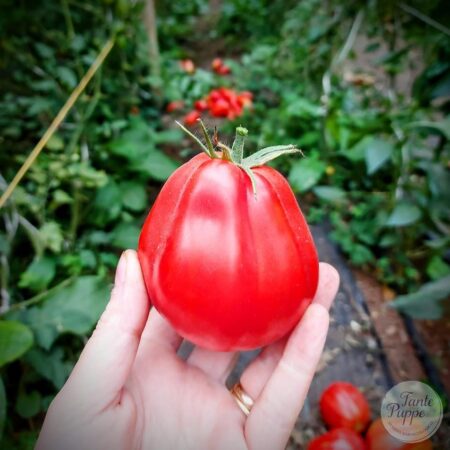 Tomate Canestrino