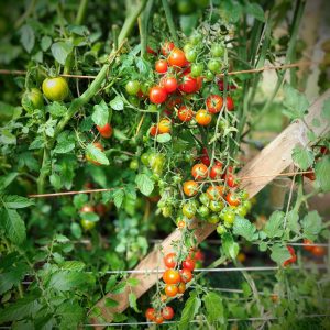 Tomate Centiflor