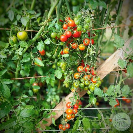 Tomate Centiflor