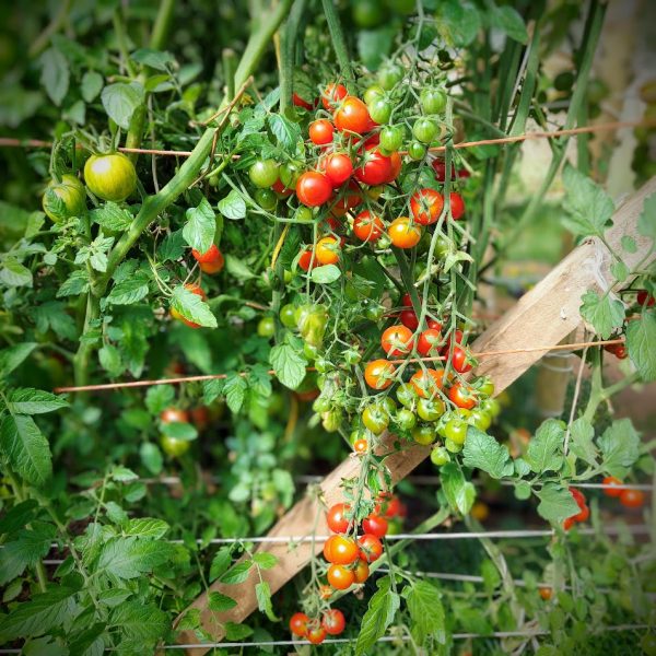 Tomate Centiflor