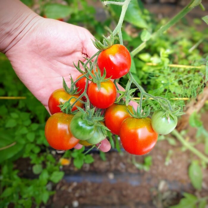 Cherry hoja de papa_2