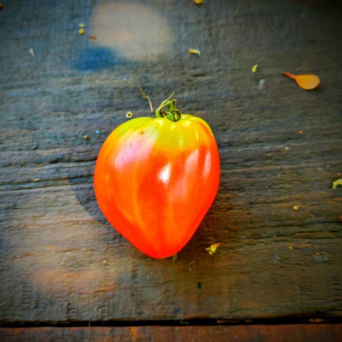 Tomate Corazón de Buey Tomate Corazón de Buey