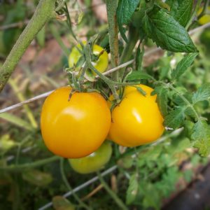 Tomate Golden