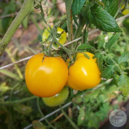 Tomate Golden