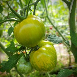 Tomate Green Zebra