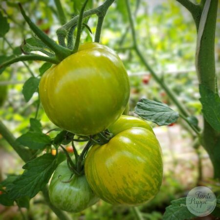 Tomate Green Zebra