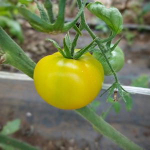 Tomate Limón