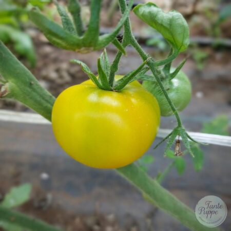 Tomate Limón