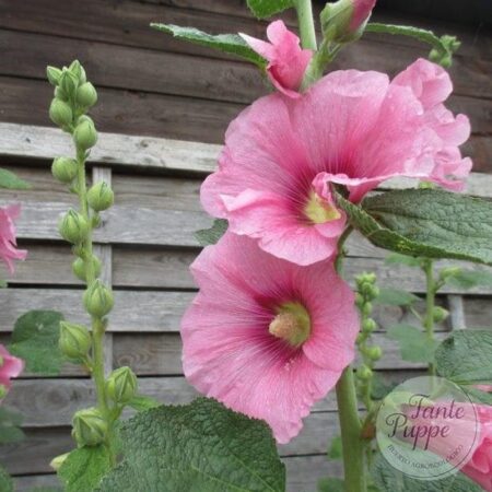 Malva mix