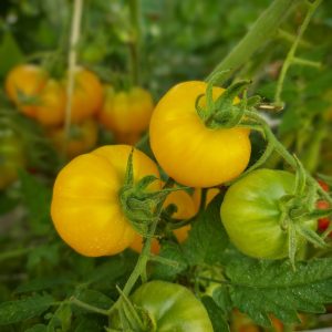 Tomate Mini limachino Amarillo