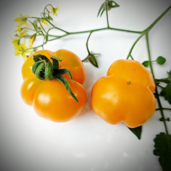 Tomate Mini limachino naranjo