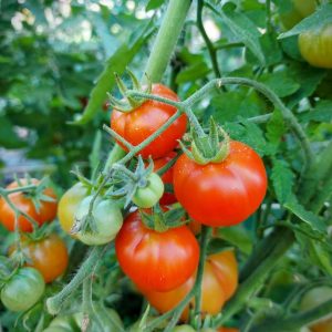 Tomate Mini limachino rojo
