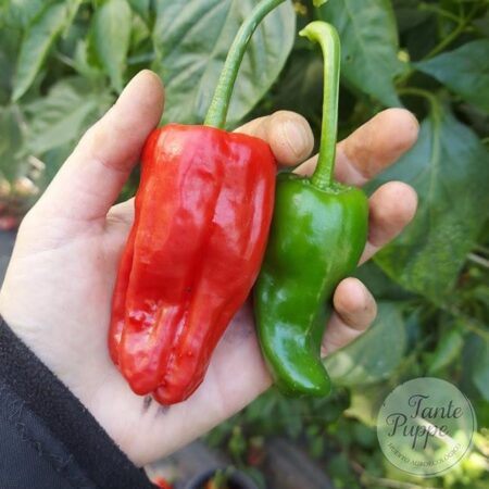 Semillas de Pimiento de Padrón de Huerto Tante Puppe