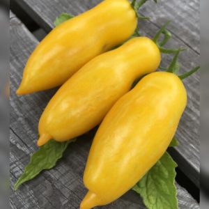 Tomate Banana Leg