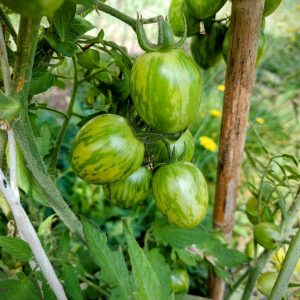 Tomate Verde raya