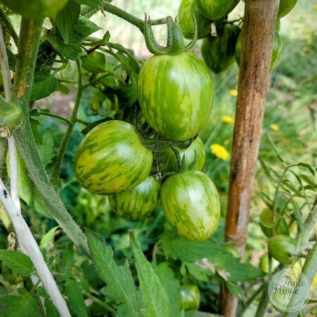 Tomate Verde raya