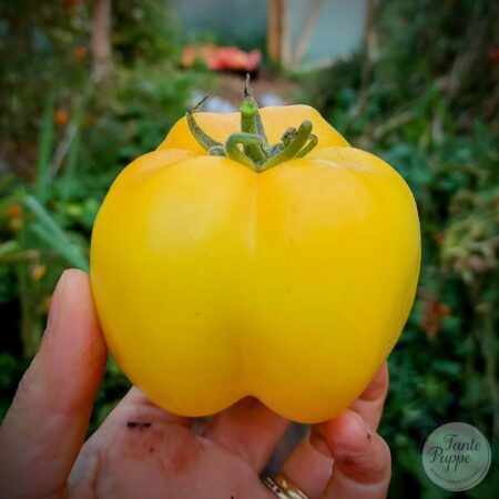 Tomate Yellow Stuffer
