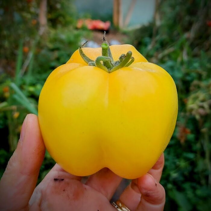 Yellow stuffer Yellow stuffer