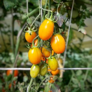 Tomate Zima naranjo