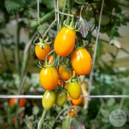 Tomate Zima naranjo