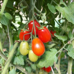 Tomate Zima rojo