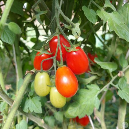 Tomate Zima rojo