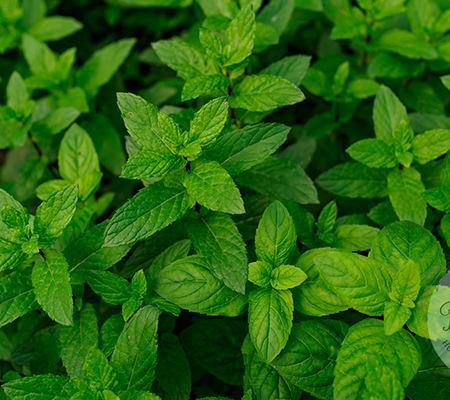 Menta.